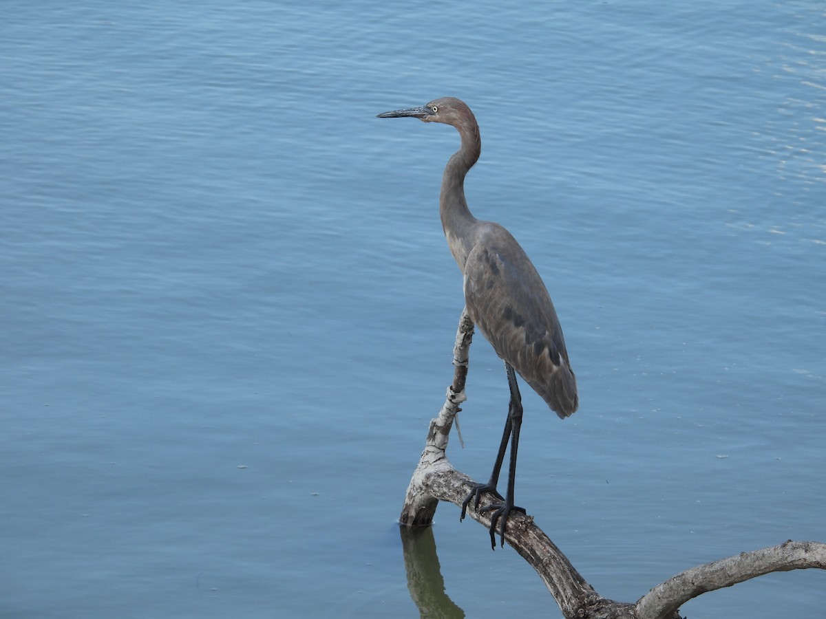 Reddish Egret - ML635927646