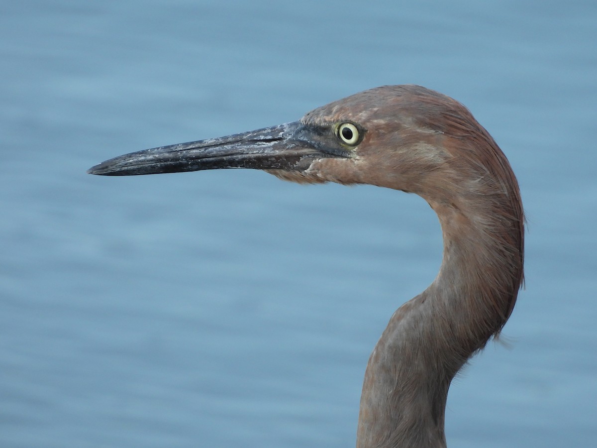 Reddish Egret - ML635927647