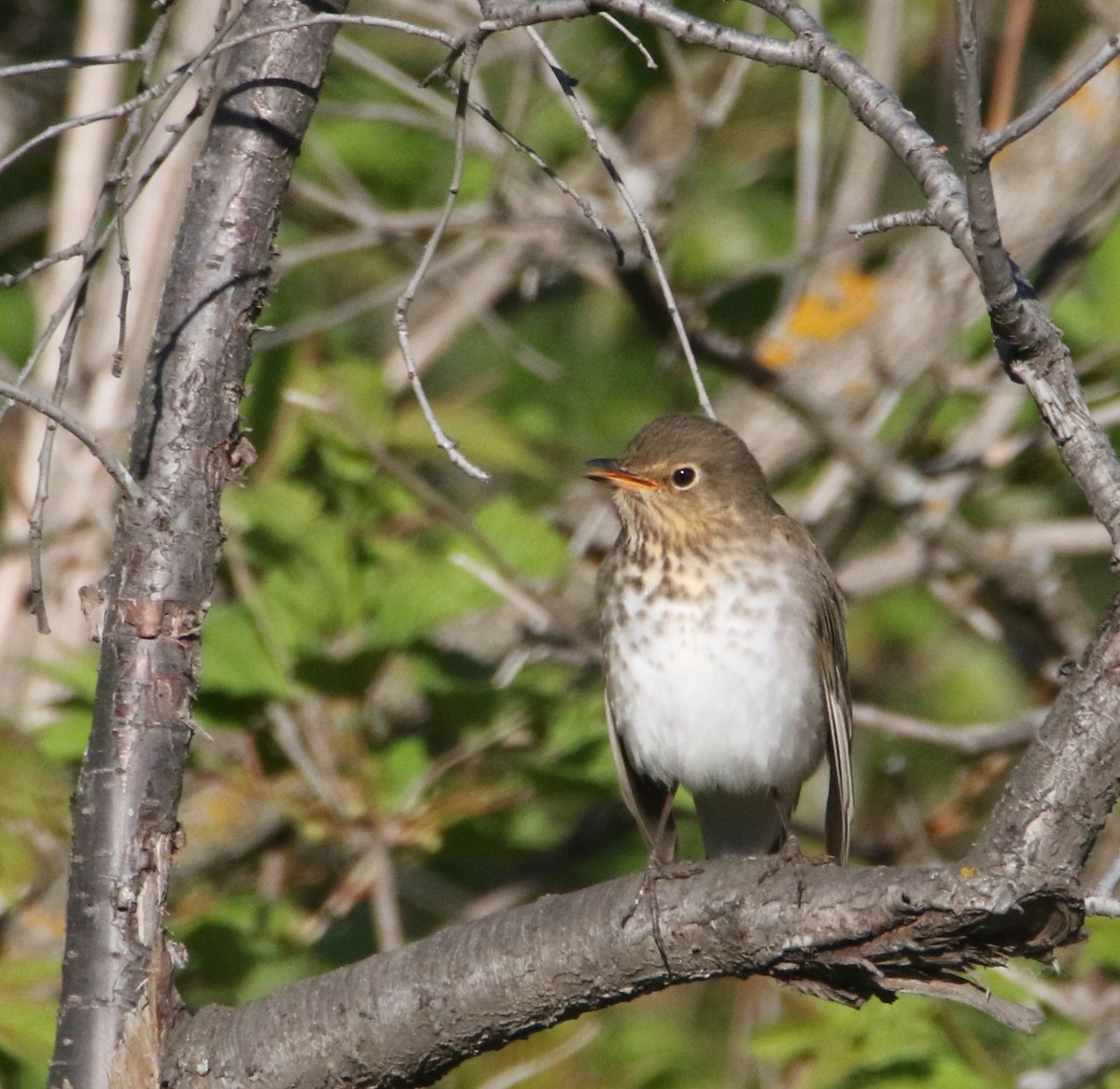 Swainson's Thrush - ML635927649