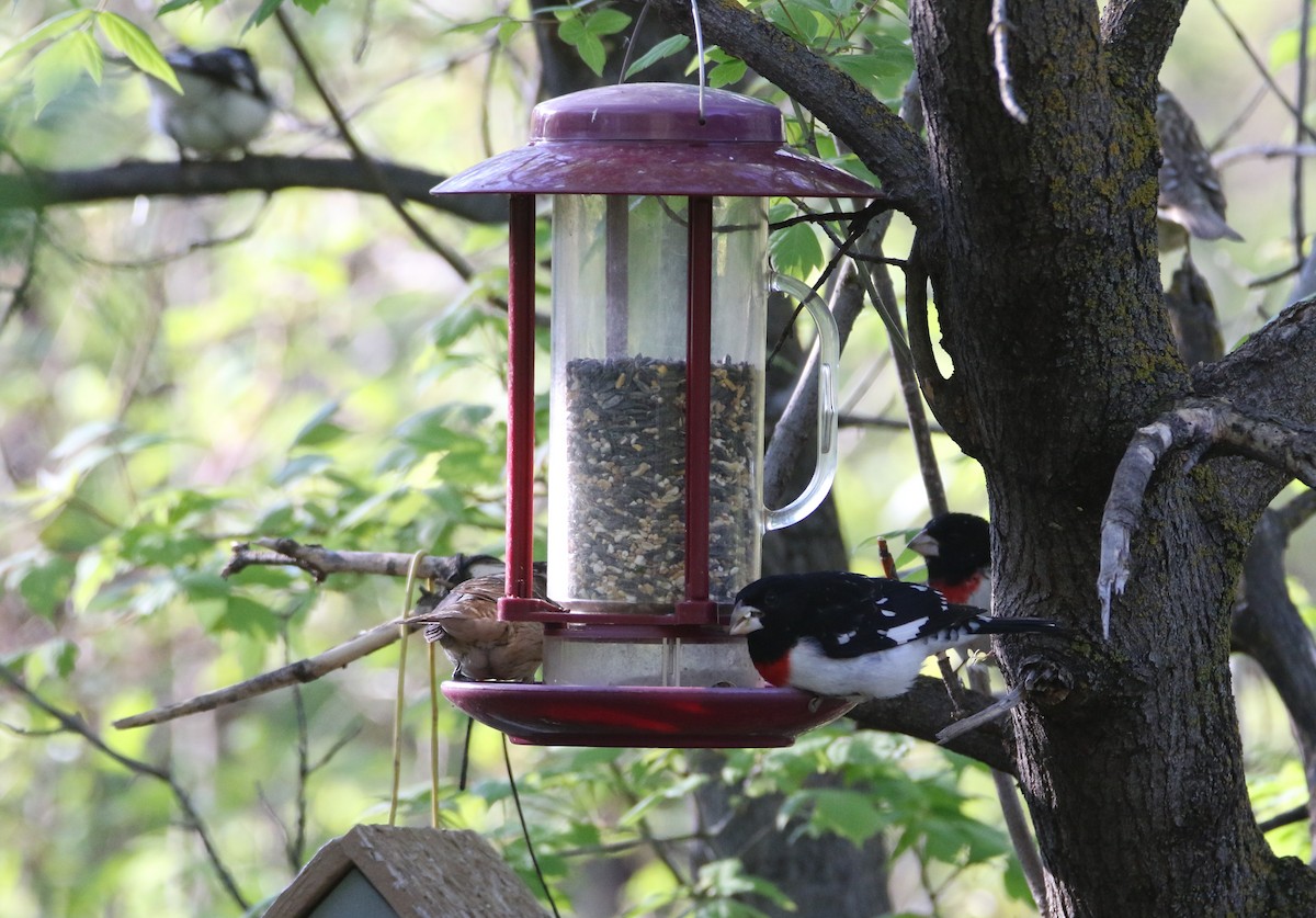 Rose-breasted Grosbeak - ML635927654