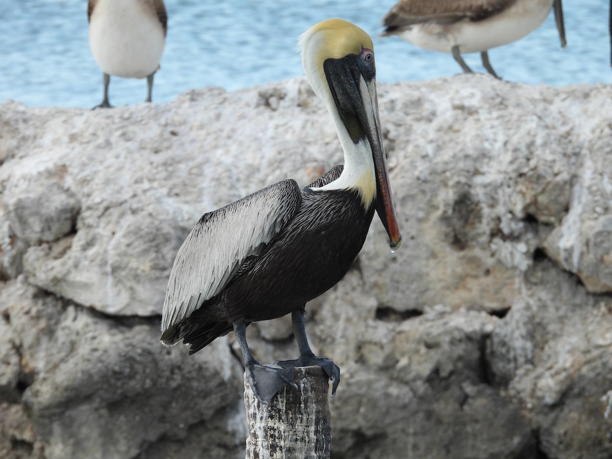 Brown Pelican - ML635927655