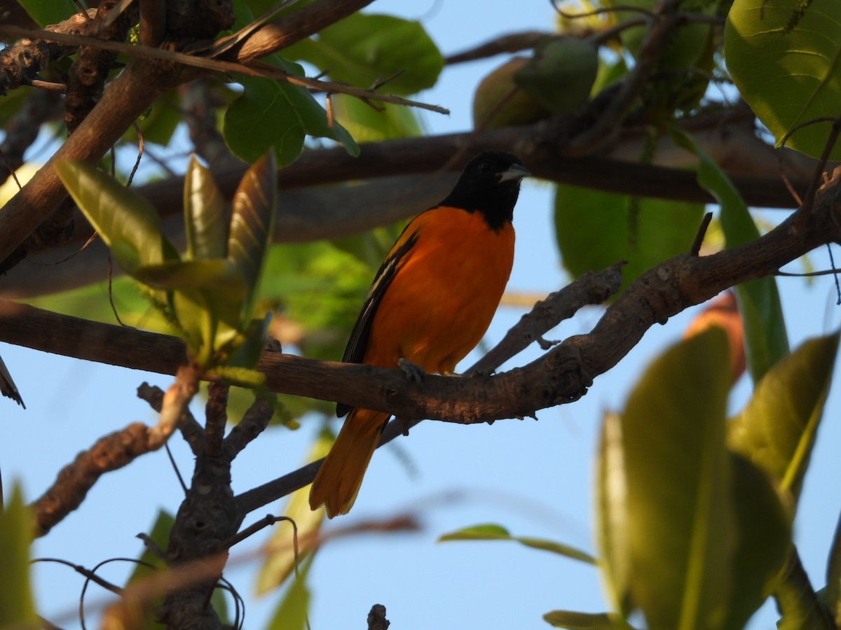 Baltimore Oriole - ML635927671