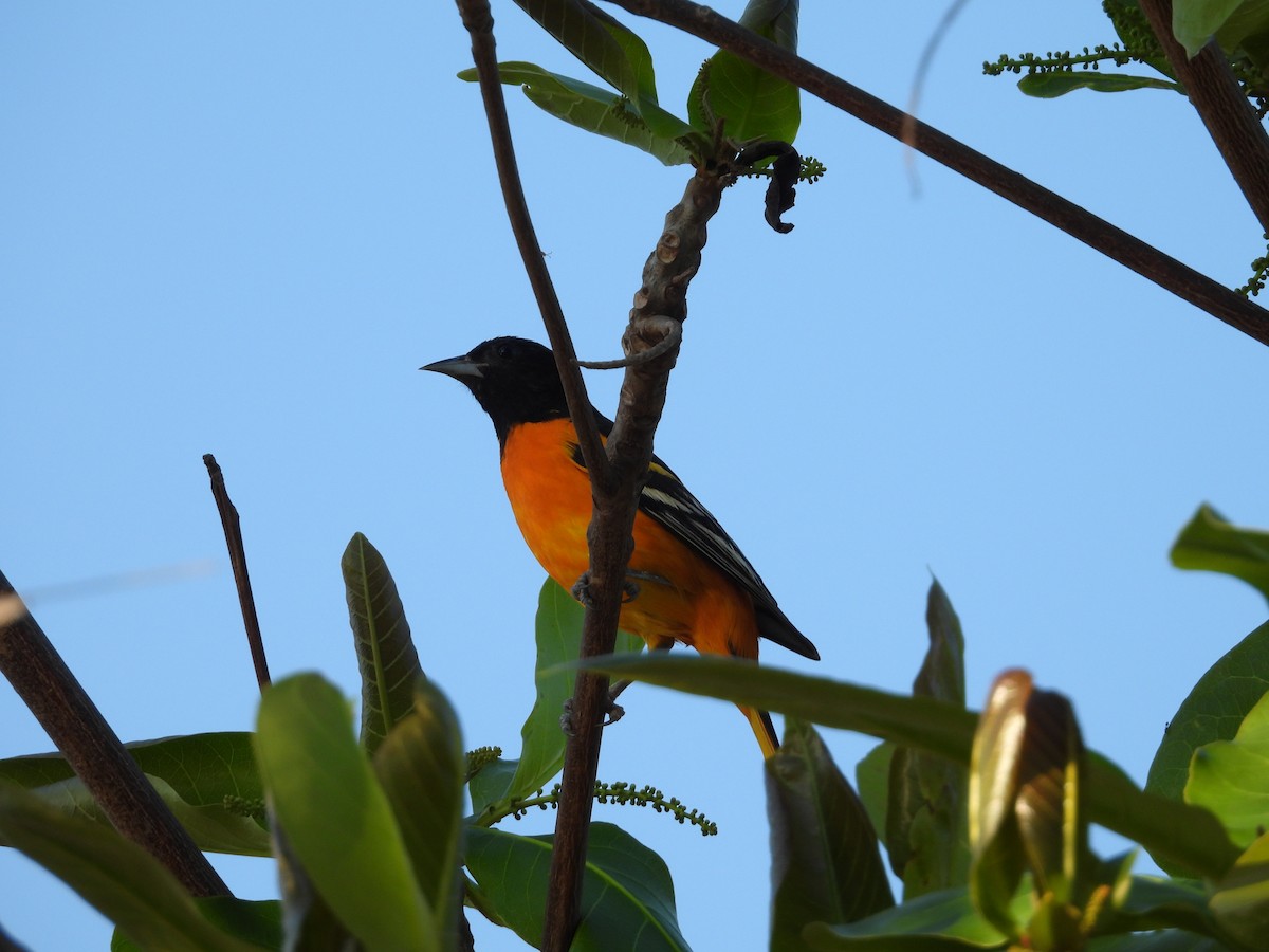 Baltimore Oriole - ML635927672