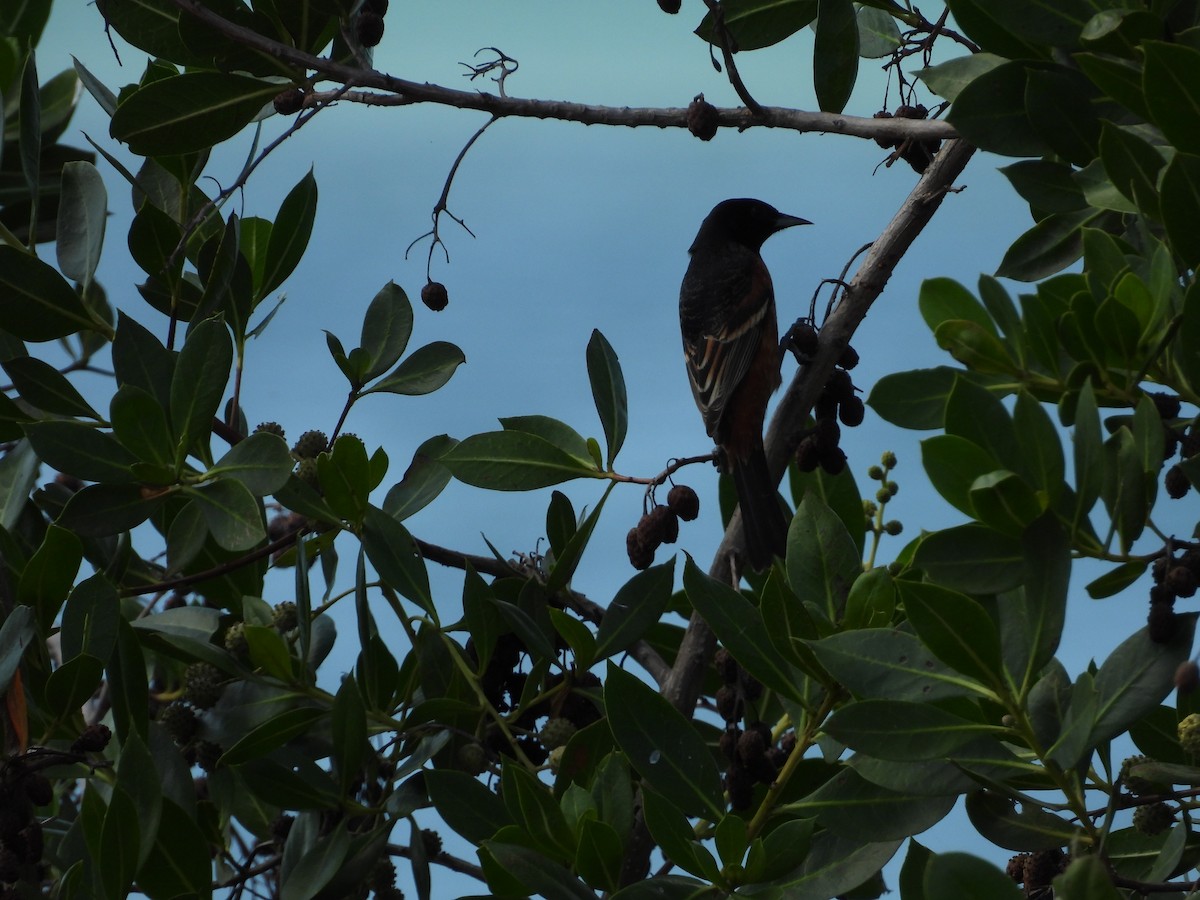 Orchard Oriole - ML635927681
