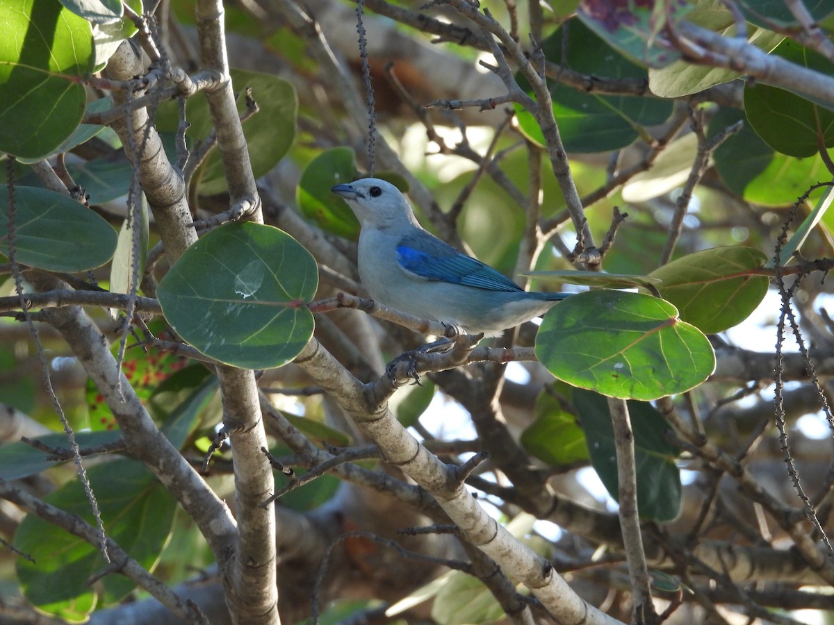 Blue-gray Tanager - ML635927692