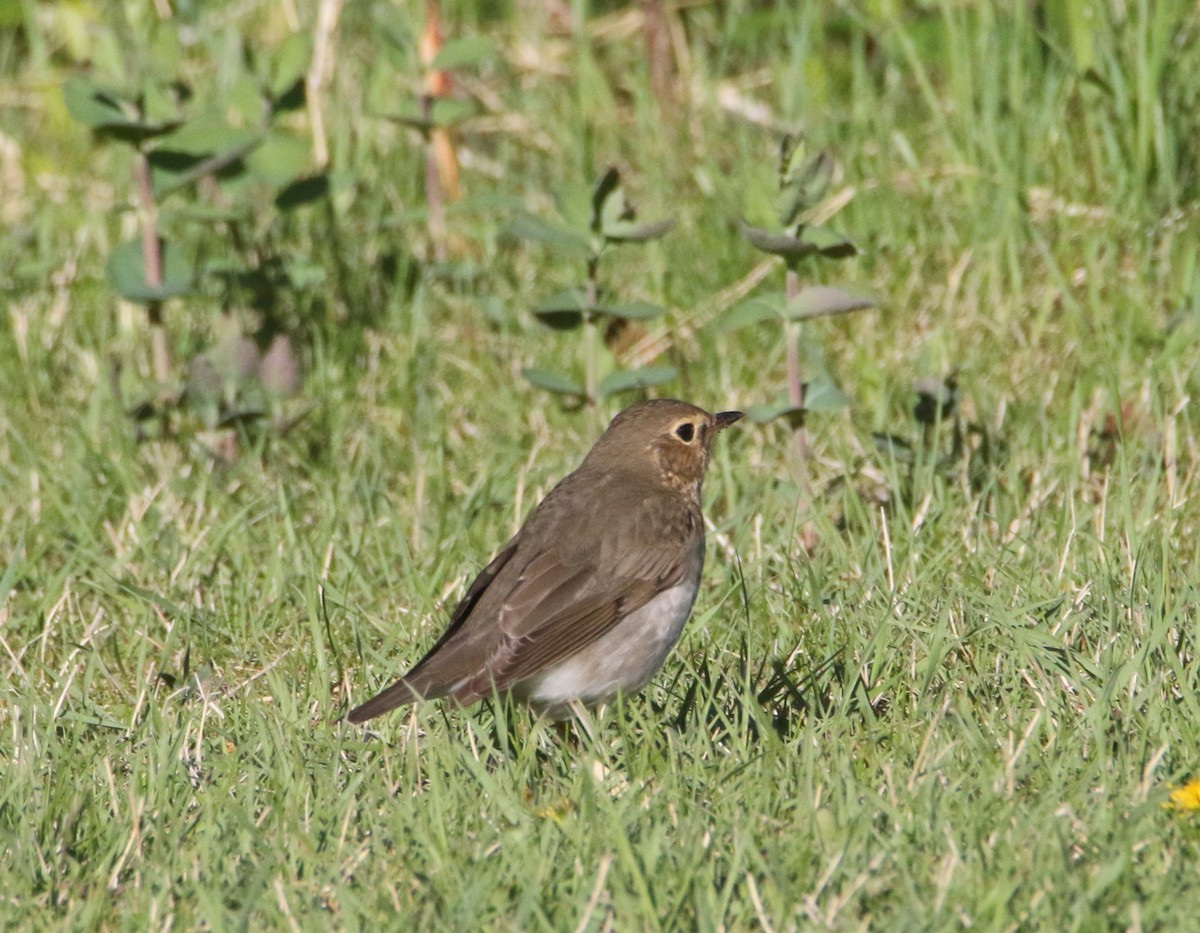 Swainson's Thrush - ML635927793