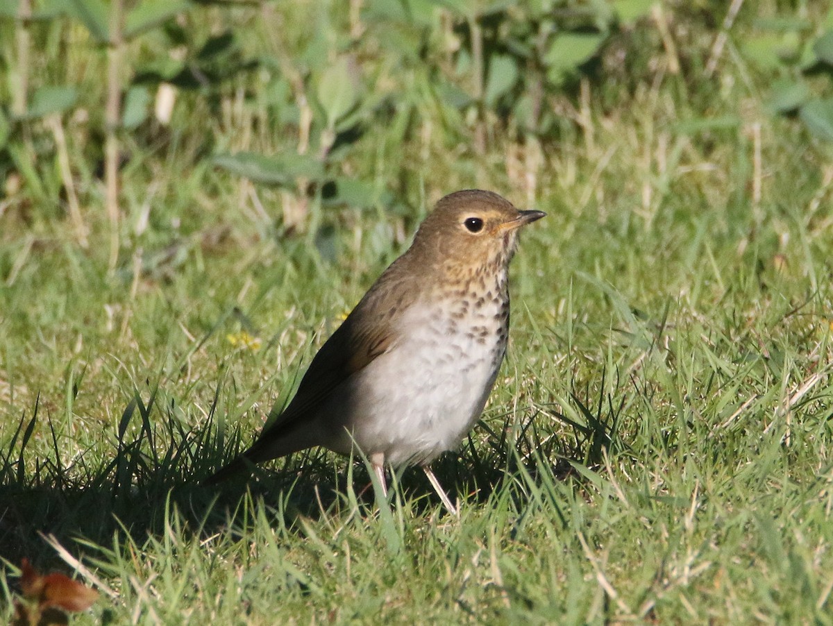 Swainson's Thrush - ML635927794