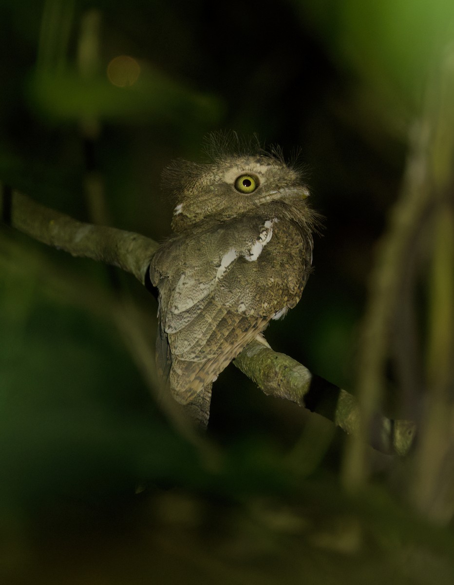 Palawan Frogmouth - ML635927847