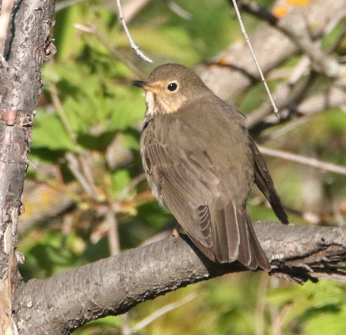Swainson's Thrush - ML635927968
