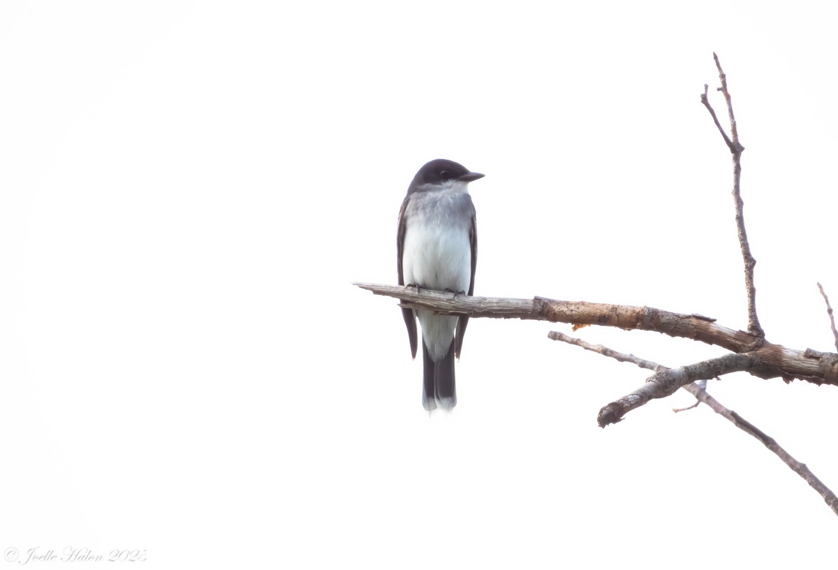 Eastern Kingbird - ML635927973