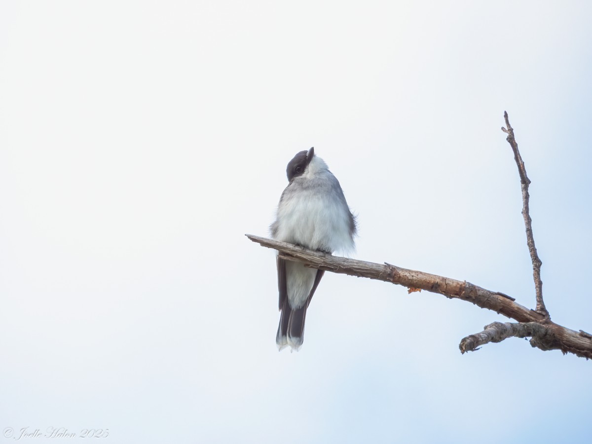 Eastern Kingbird - ML635927974