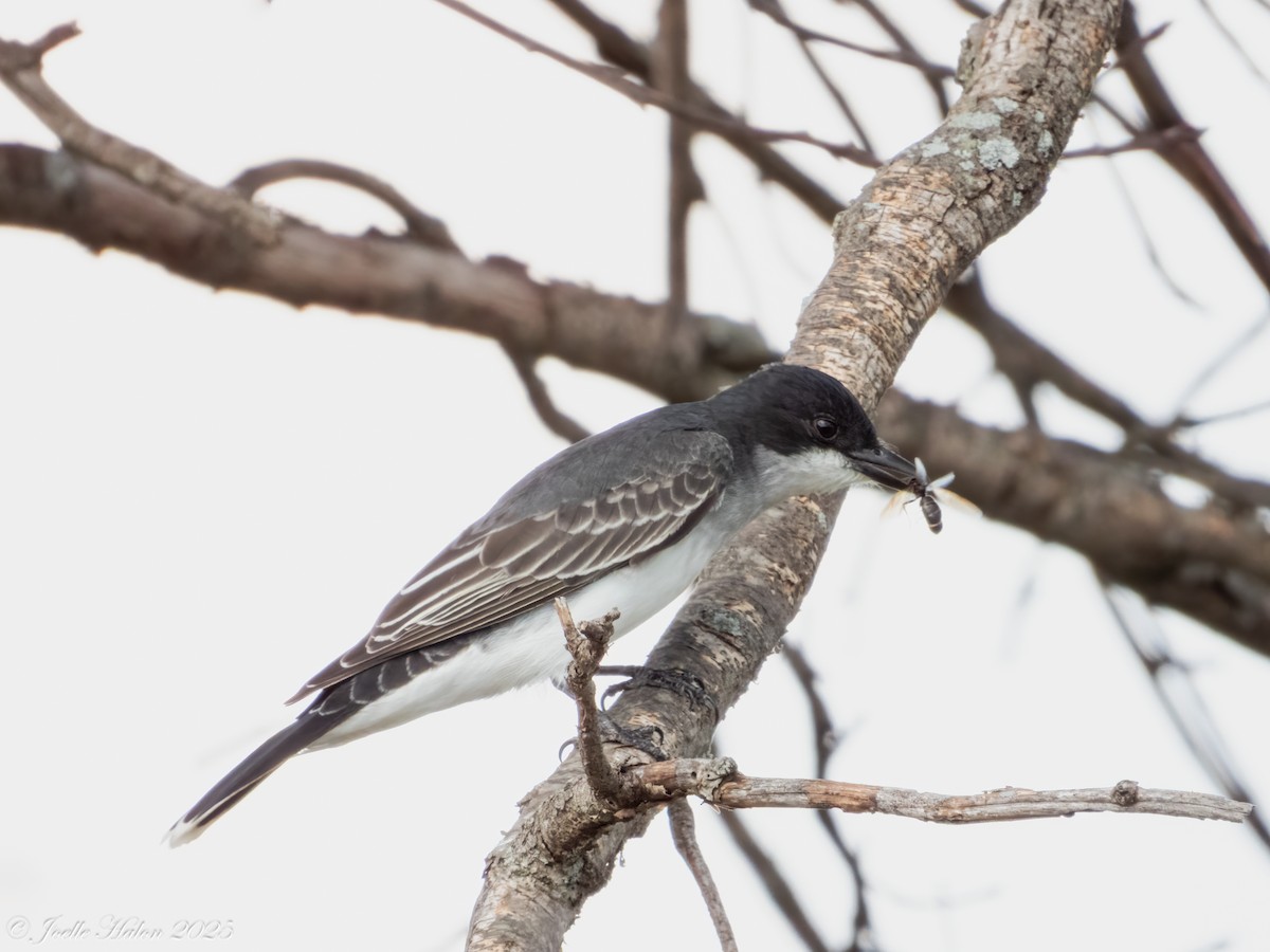 Eastern Kingbird - ML635927975