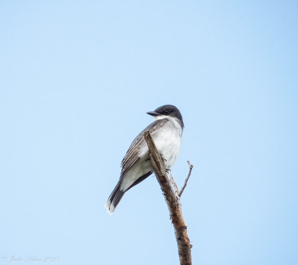 Eastern Kingbird - ML635927976