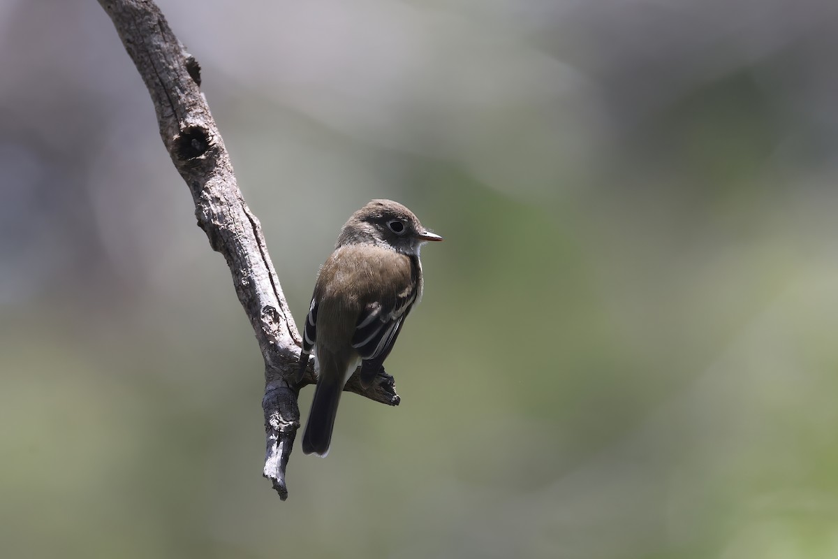 Least Flycatcher - ML635927992