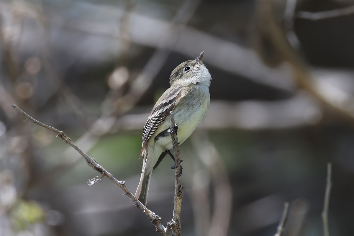 Least Flycatcher - ML635927993