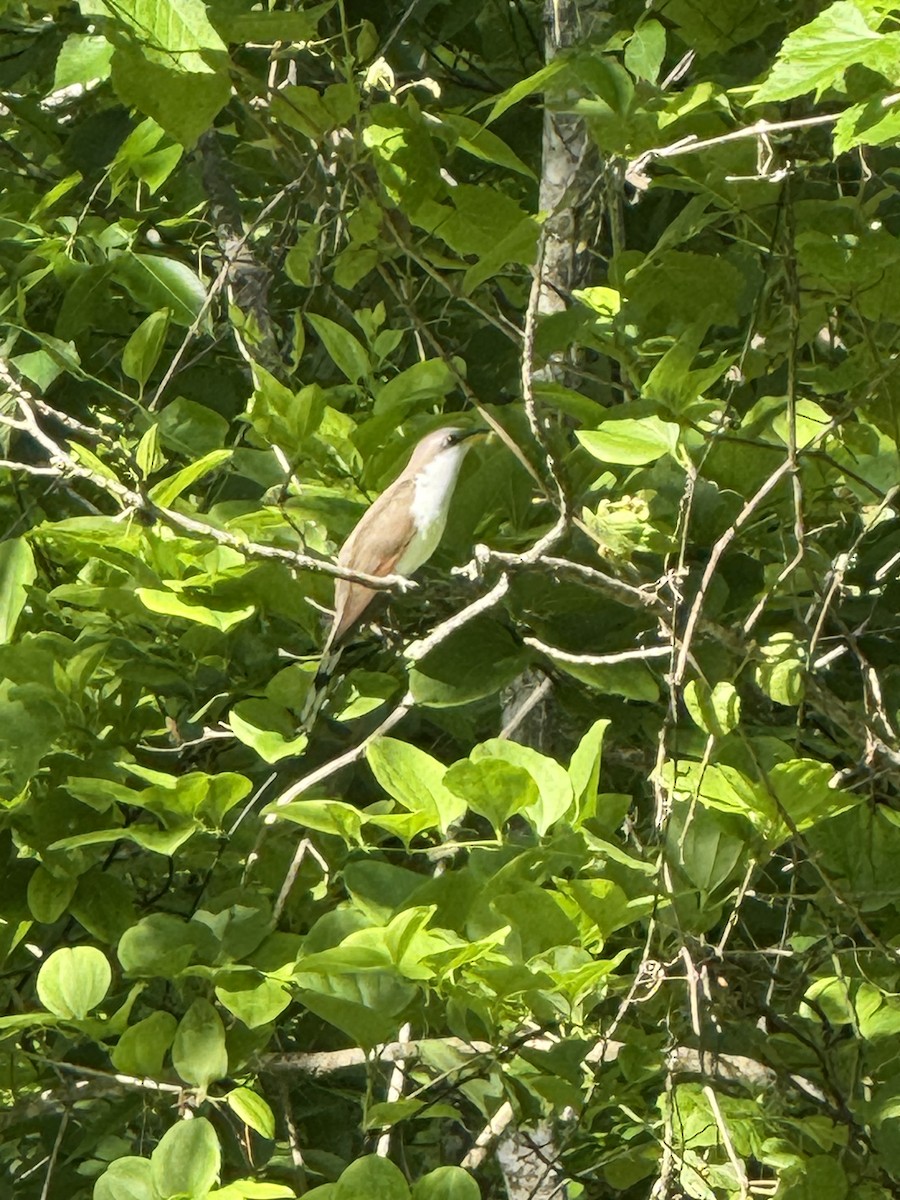Yellow-billed Cuckoo - ML635928119