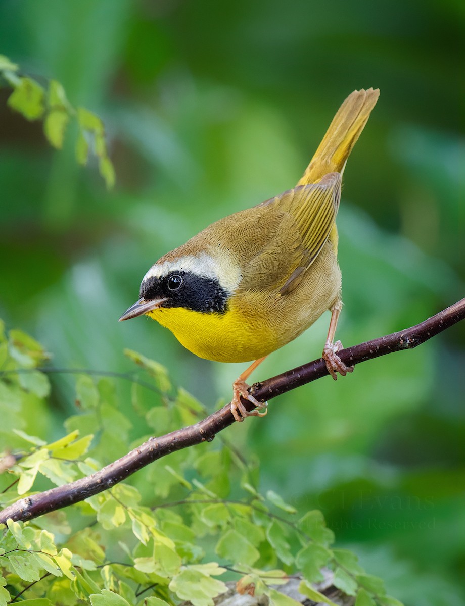 Common Yellowthroat - ML635928194
