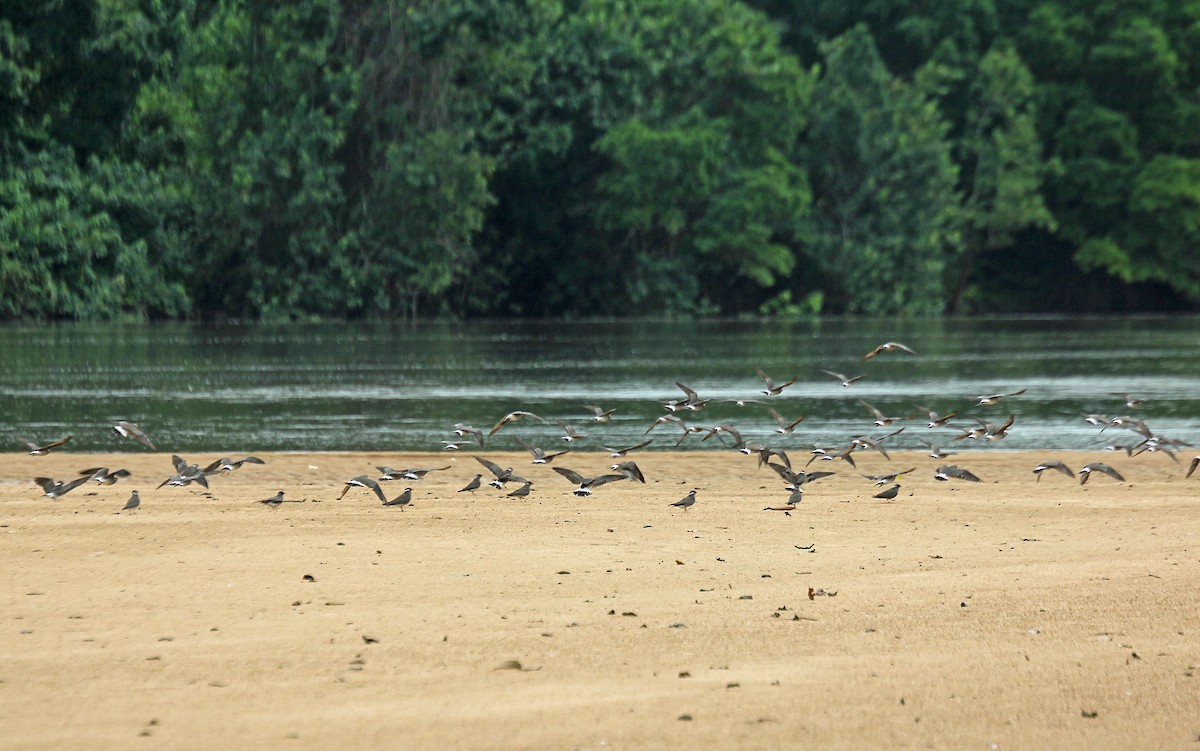 Rock Pratincole - ML635928203