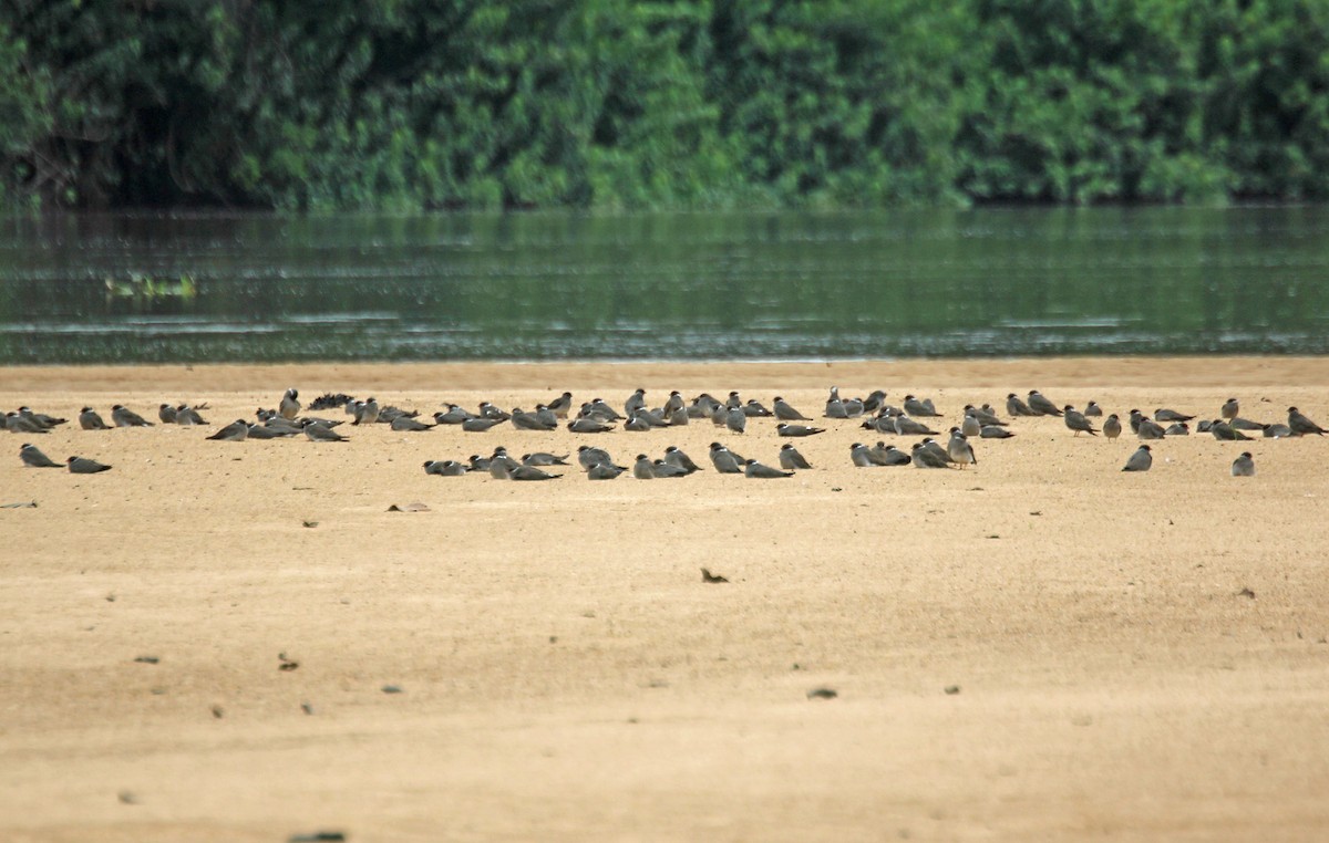 Rock Pratincole - ML635928204