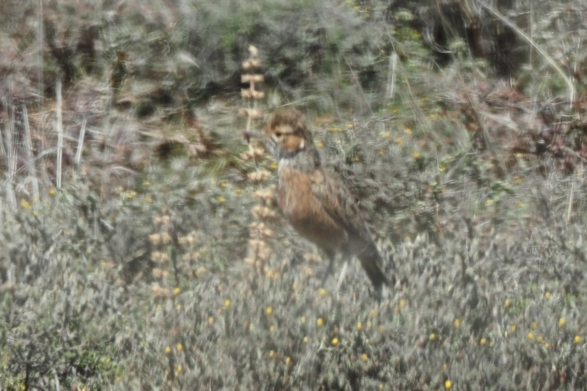 Spike-heeled Lark - ML635928235