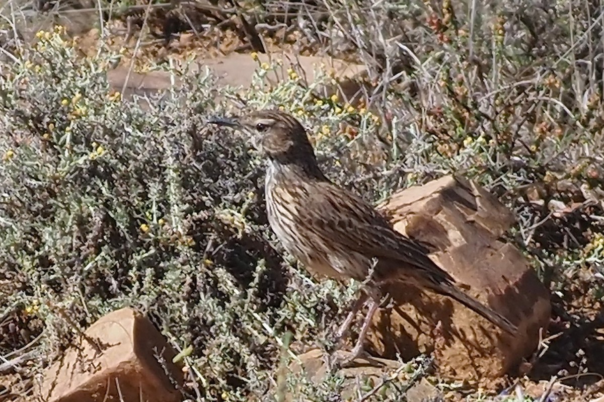 Karoo Long-billed Lark (Karoo) - ML635928294