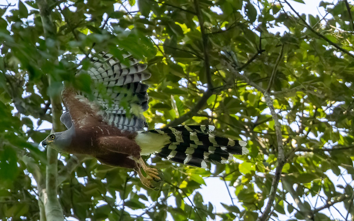 Long-tailed Hawk - ML635928320