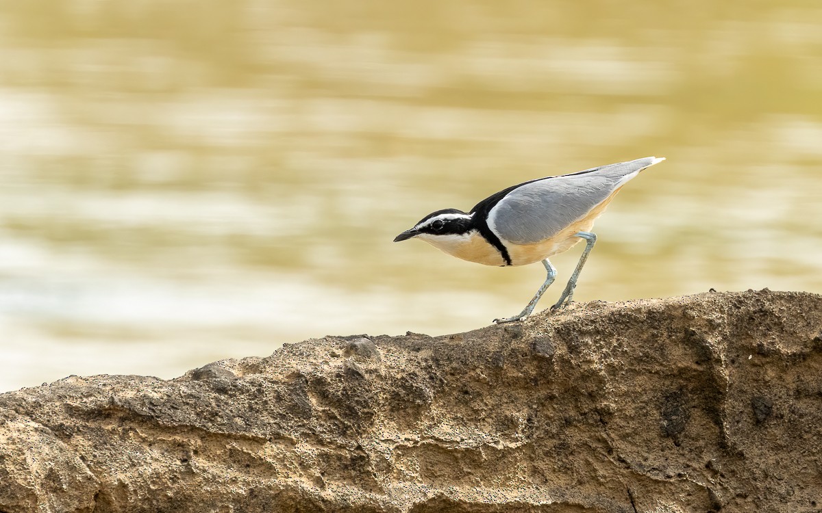 Egyptian Plover - ML635928351