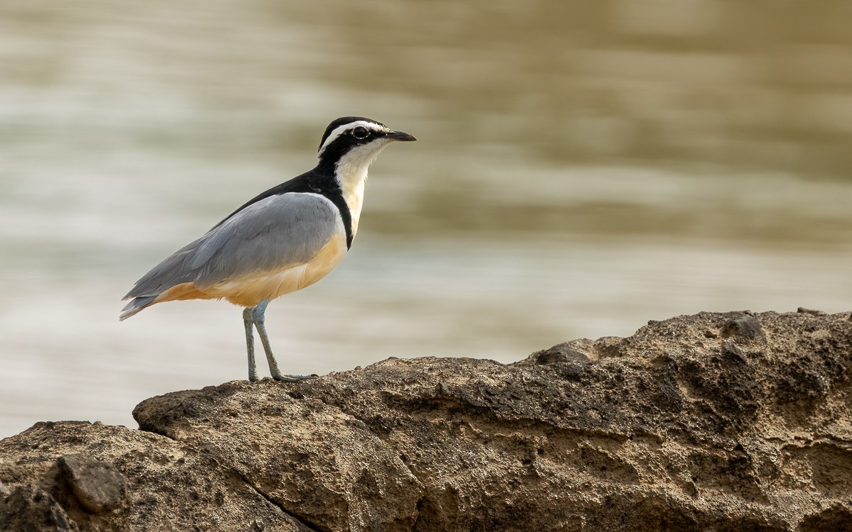 Egyptian Plover - ML635928352