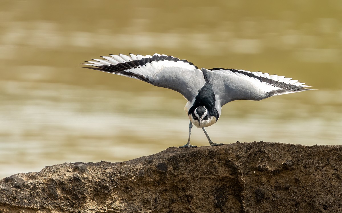 Egyptian Plover - ML635928353