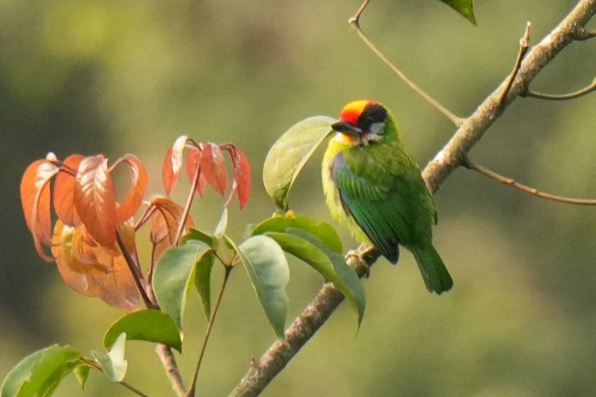 Golden-throated Barbet - ML635928394