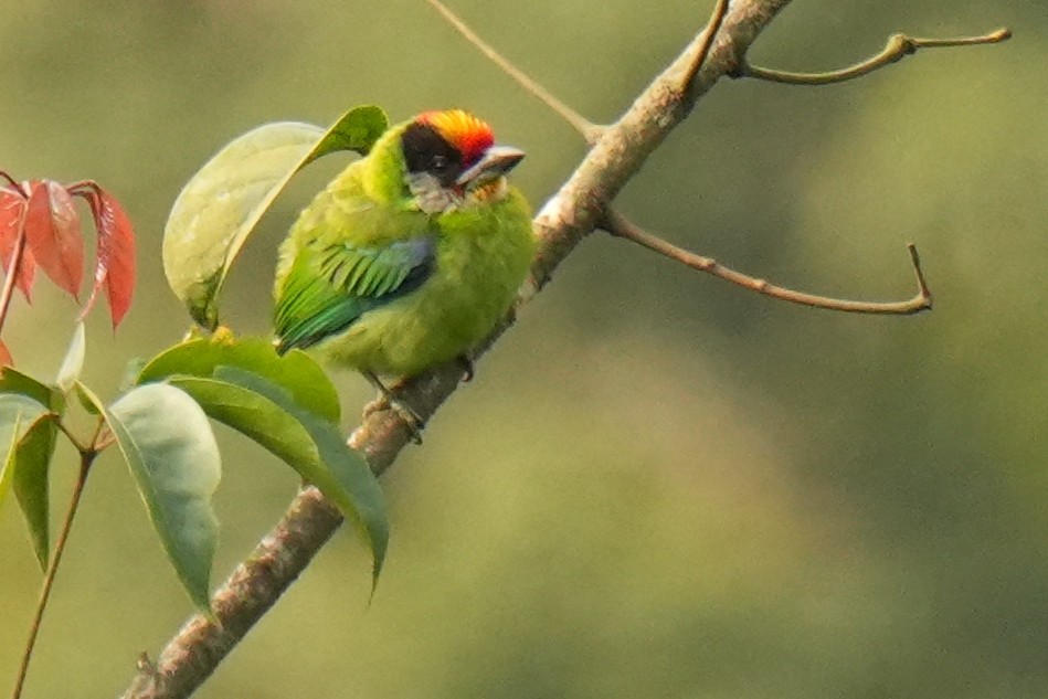 Golden-throated Barbet - ML635928395