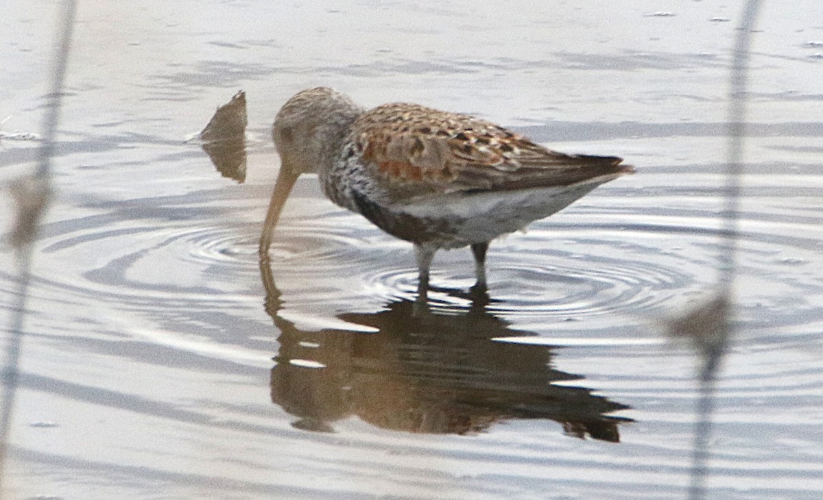 Dunlin - ML635928467