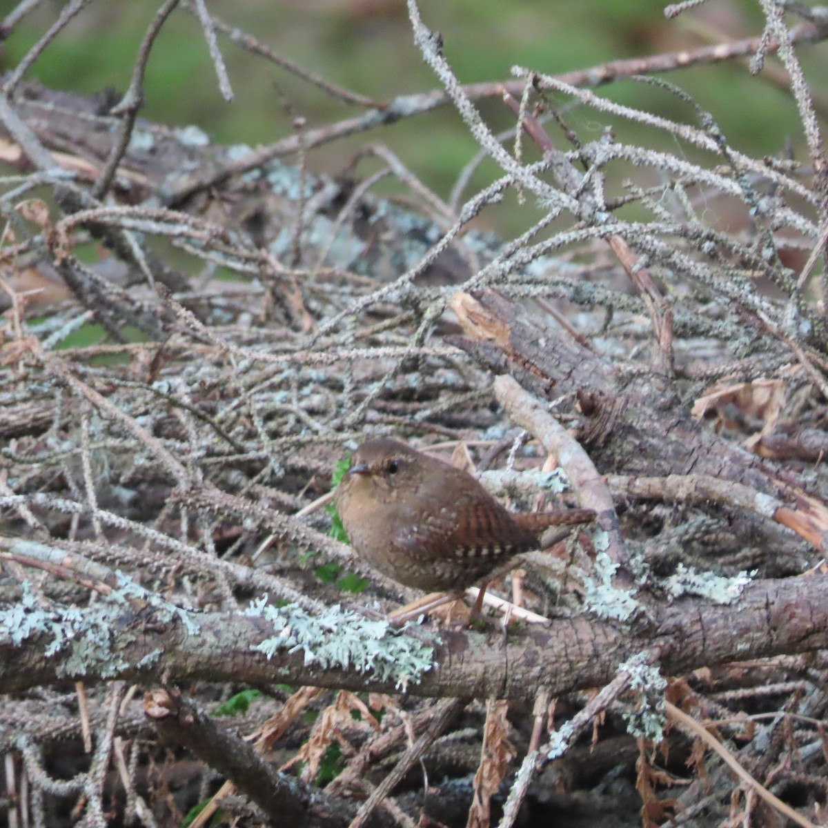 Pacific Wren - ML635928521