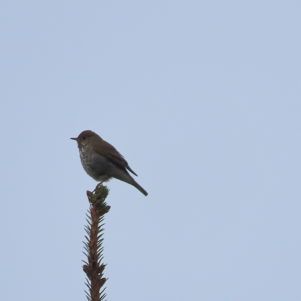 Hermit Thrush - ML635928530