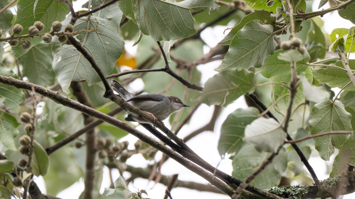 Brown-headed Apalis - ML635928609