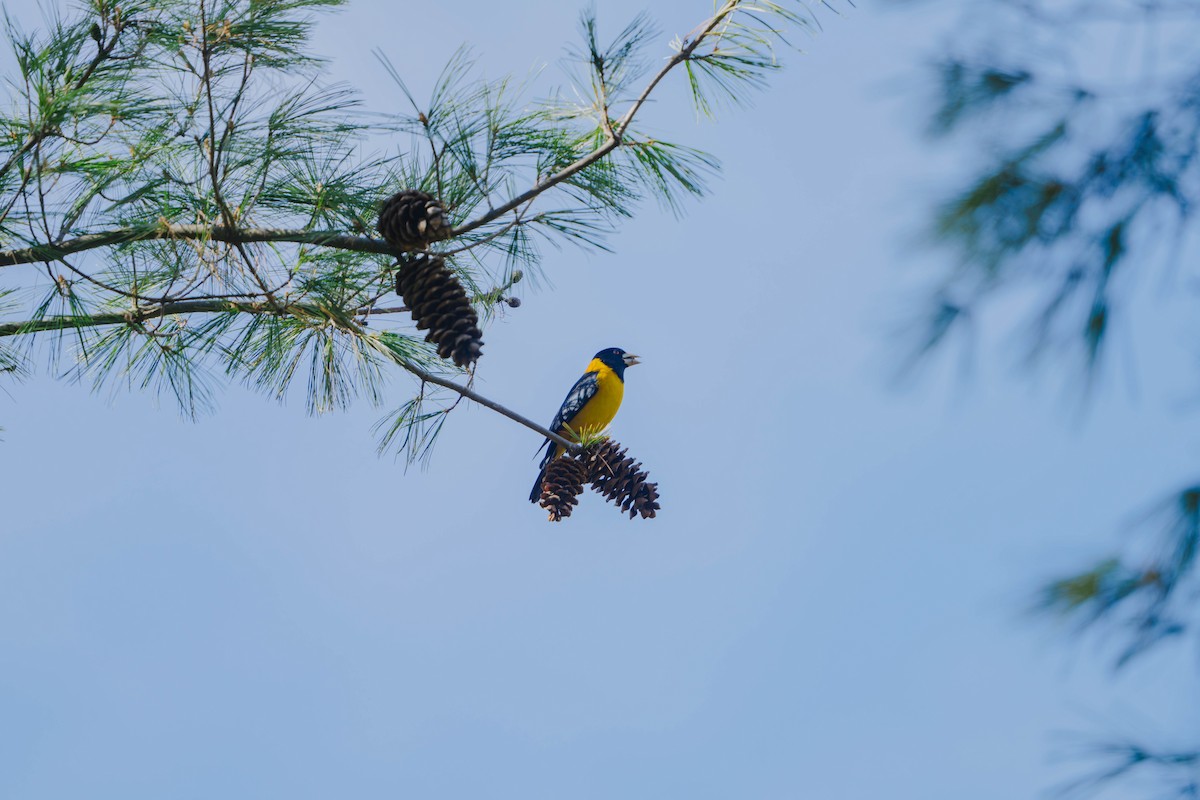 Collared Grosbeak - ML635928630