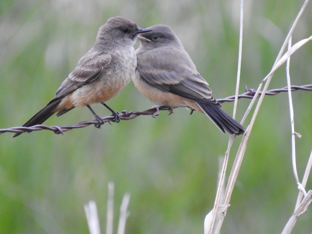 Say's Phoebe - ML635928762