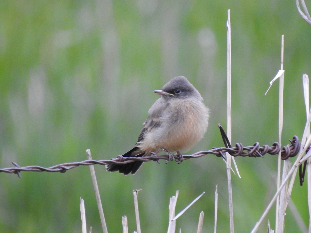 Say's Phoebe - ML635928766