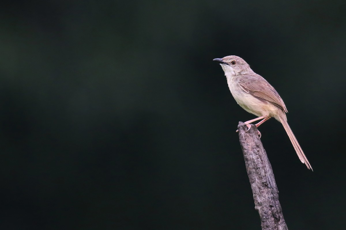 Brown Prinia - ML635928881