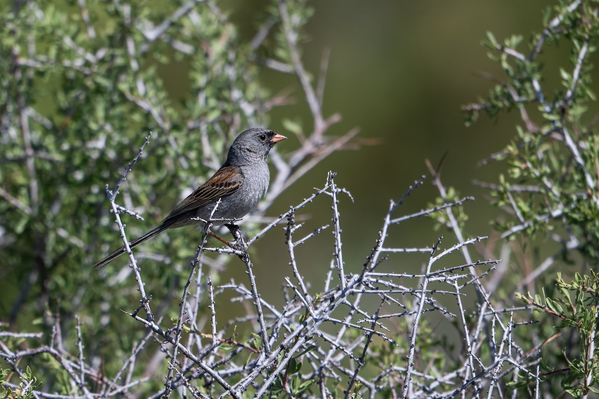 Black-chinned Sparrow - ML635928885