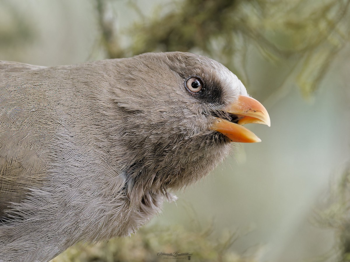 Great Parrotbill - ML635928902