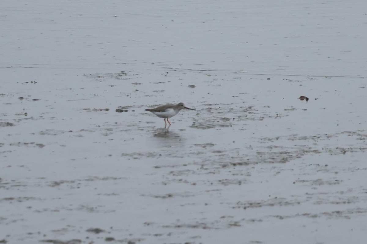 Terek Sandpiper - ML635928940
