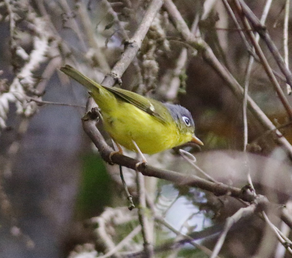 White-spectacled Warbler - ML635928991