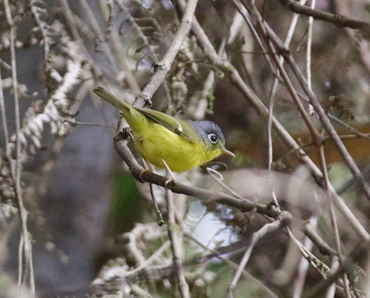 White-spectacled Warbler - ML635928992