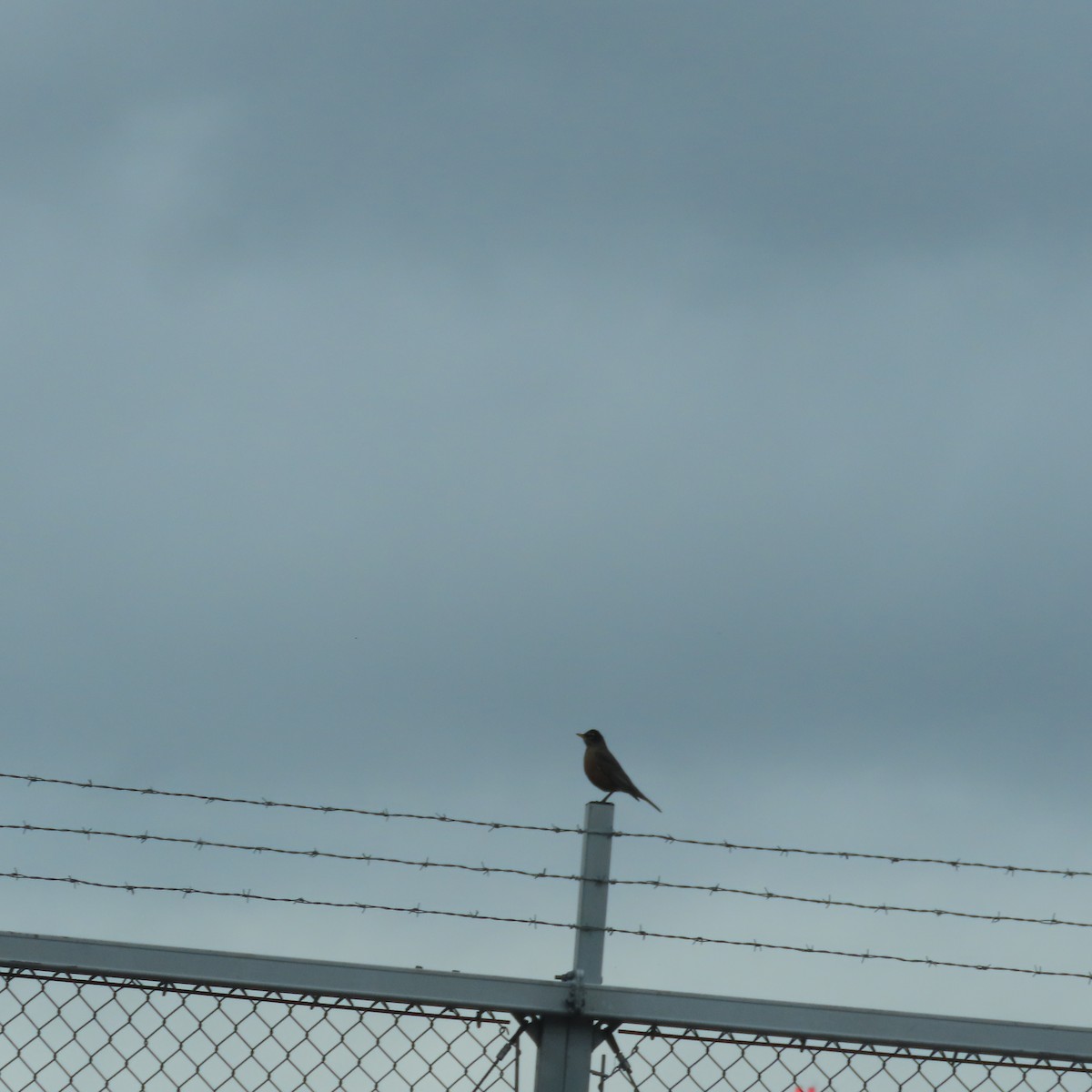 American Robin - ML635929048