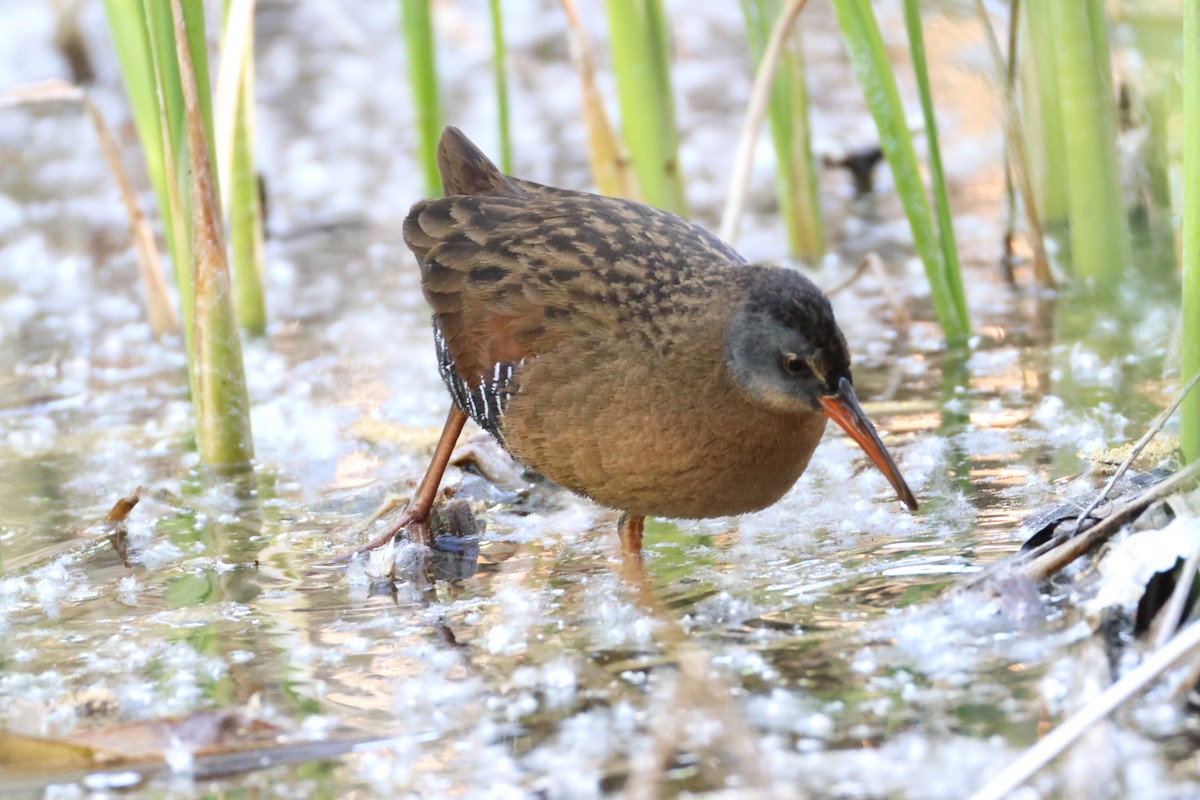 Virginia Rail - ML635929052