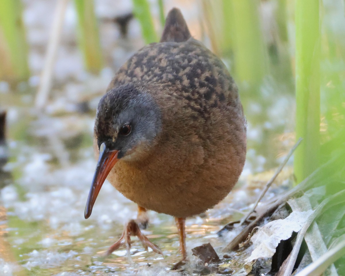 Virginia Rail - ML635929055