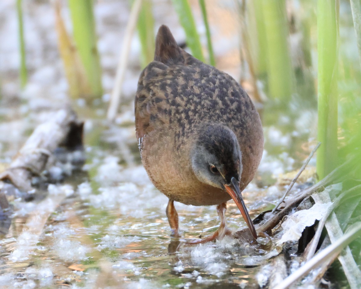 Virginia Rail - ML635929056