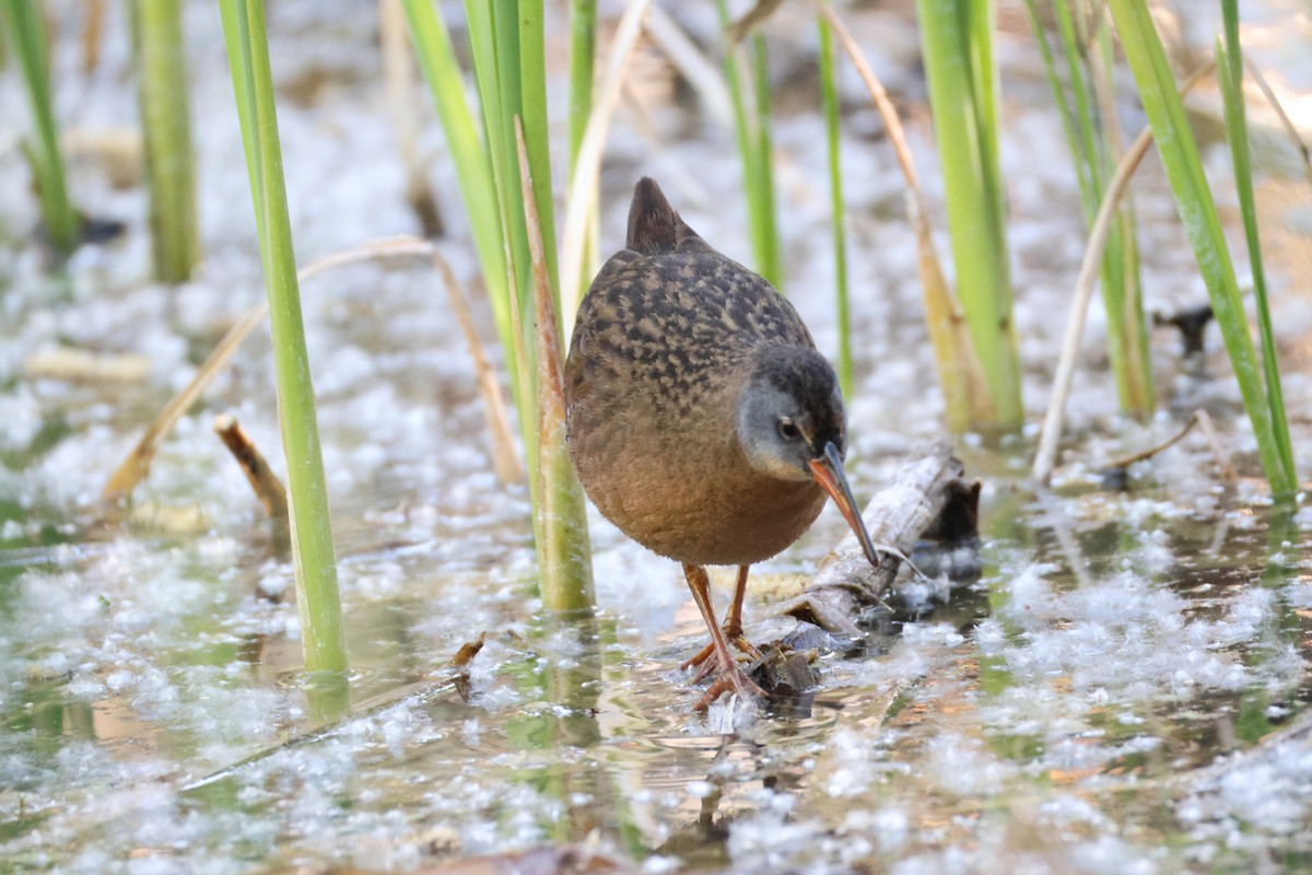Virginia Rail - ML635929058
