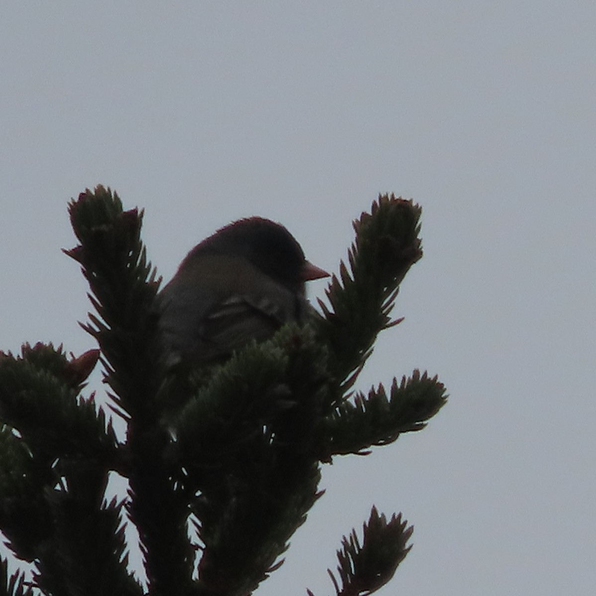 Dark-eyed Junco - ML635929059